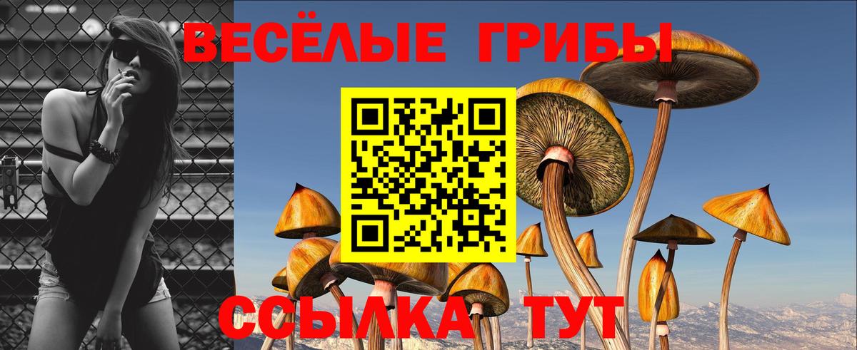 Галлюциногенные грибы Psilocybine cubensis  Псилоцибиновые грибы прущие грибы  Чайковский 